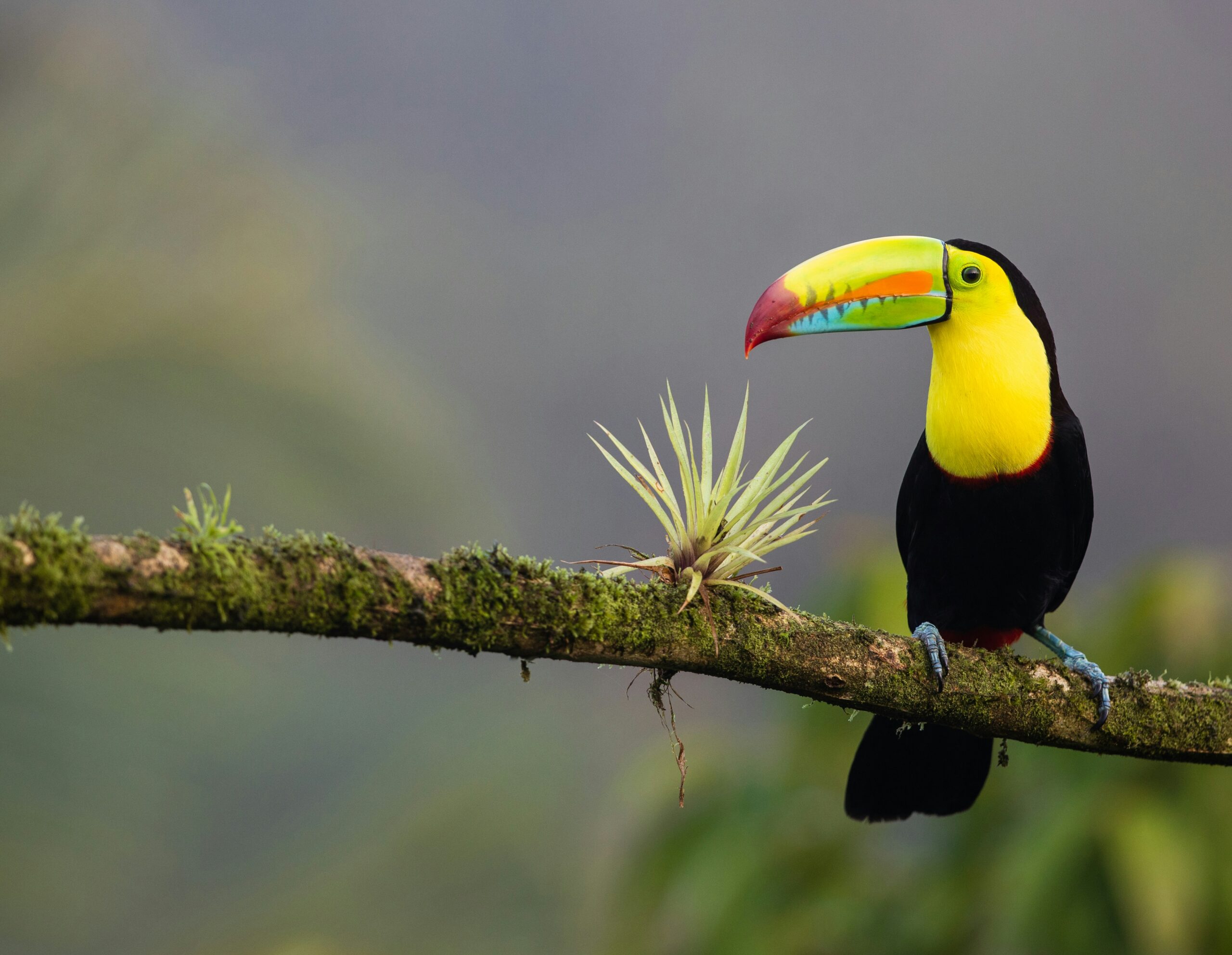 colourful bird with a big beak