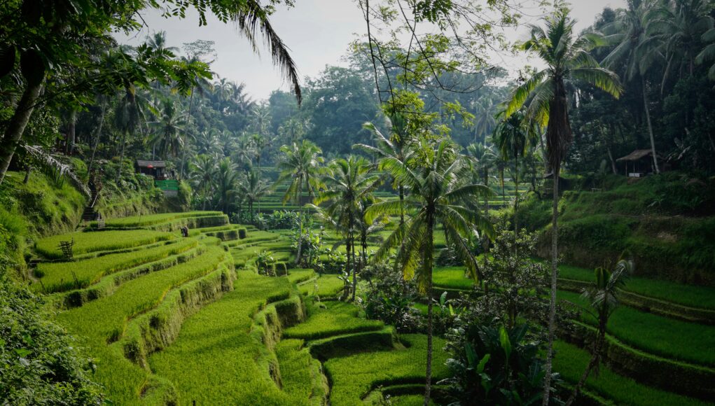 Rice fields