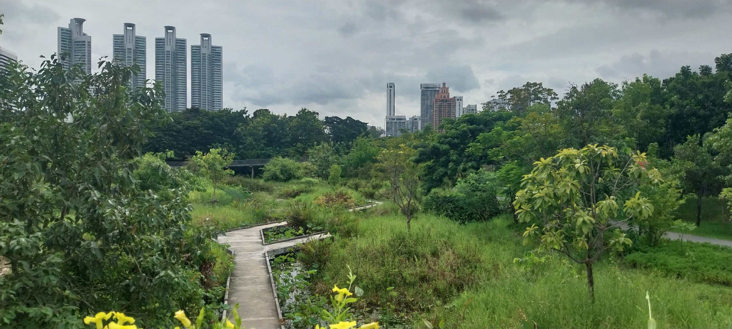 view over a city skyline from a green park