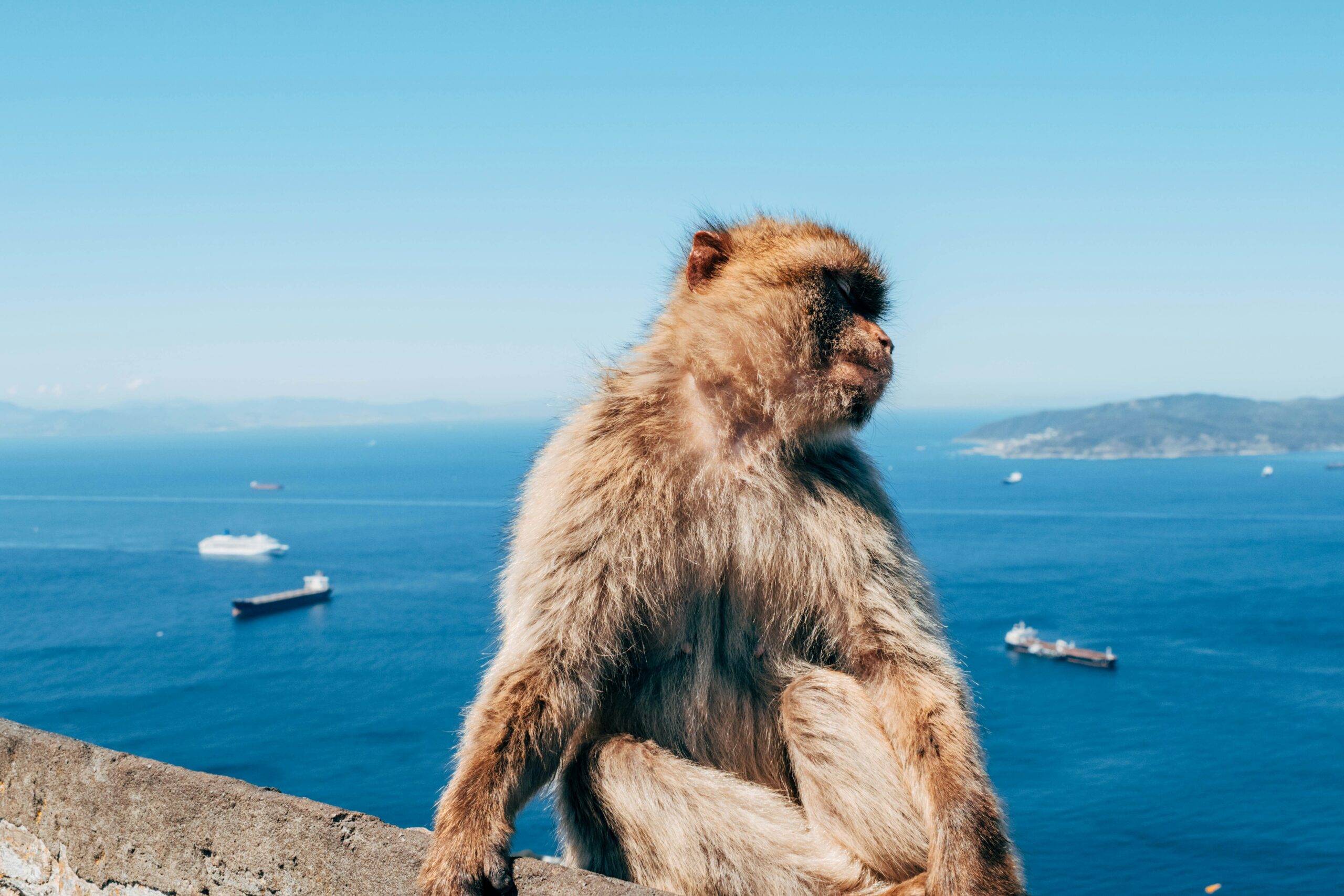 Monkey on the look out