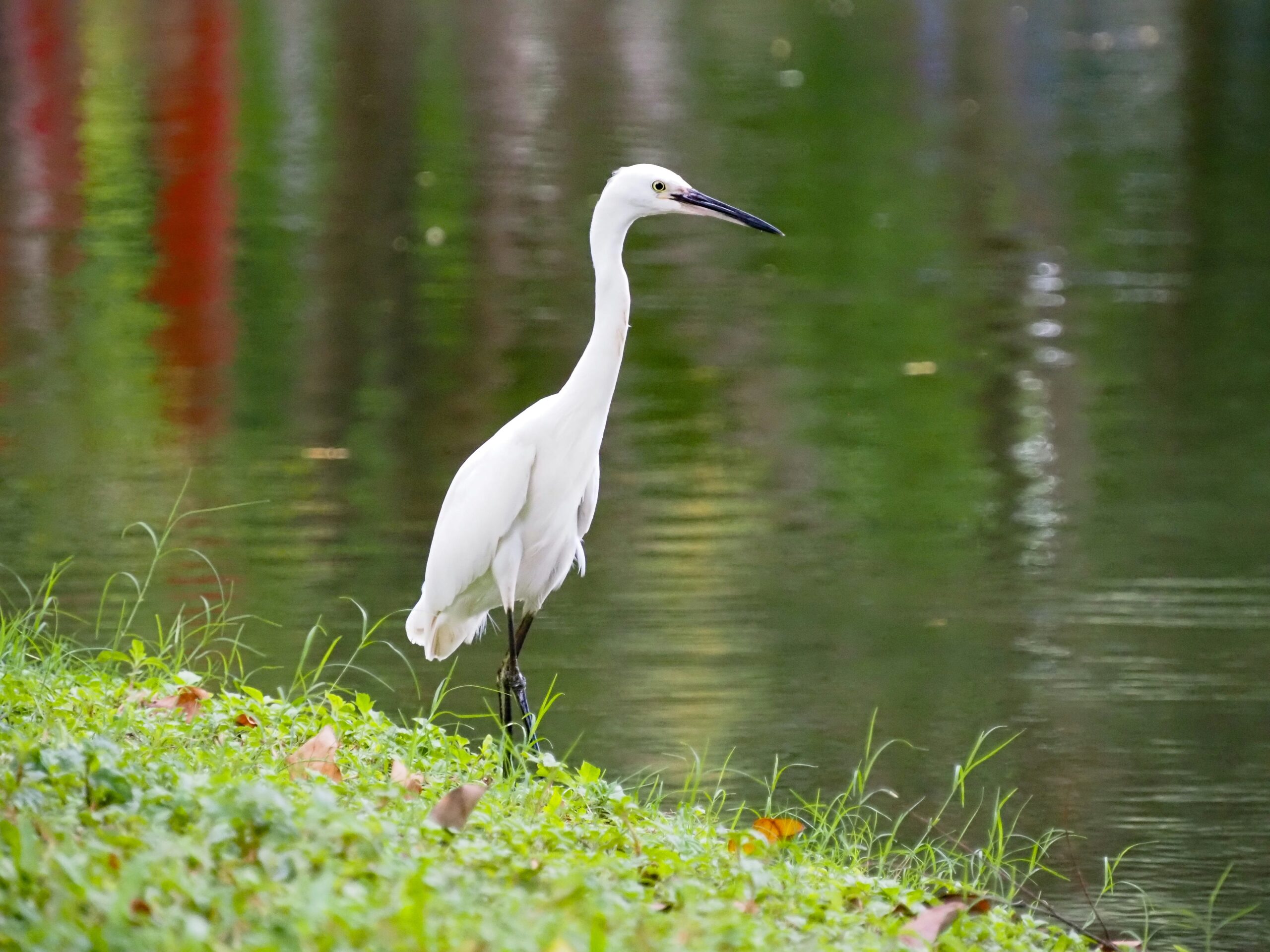 a white bird on long legs