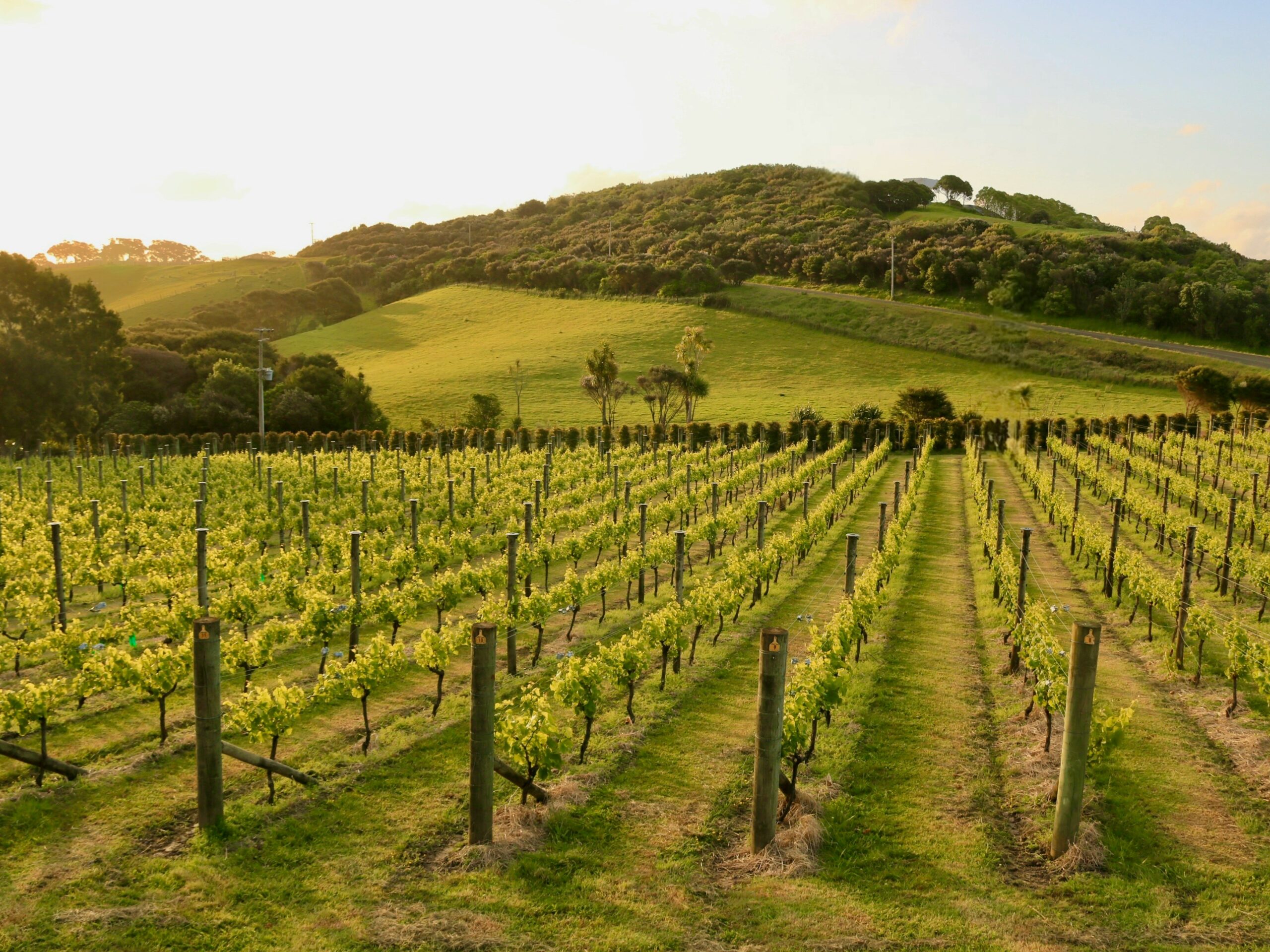 Grapes for wine making