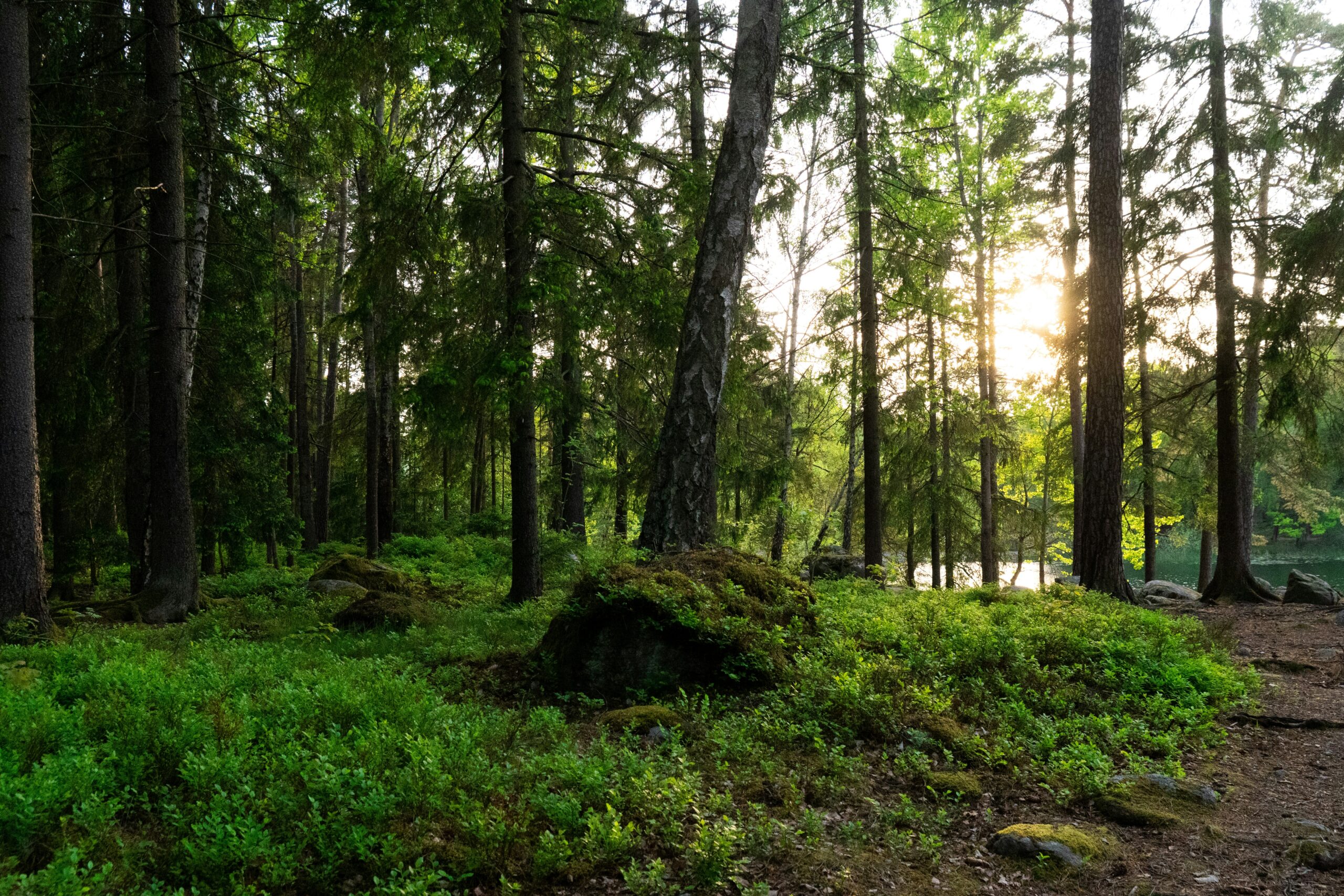 Forest on the Bergslagsleden trail
