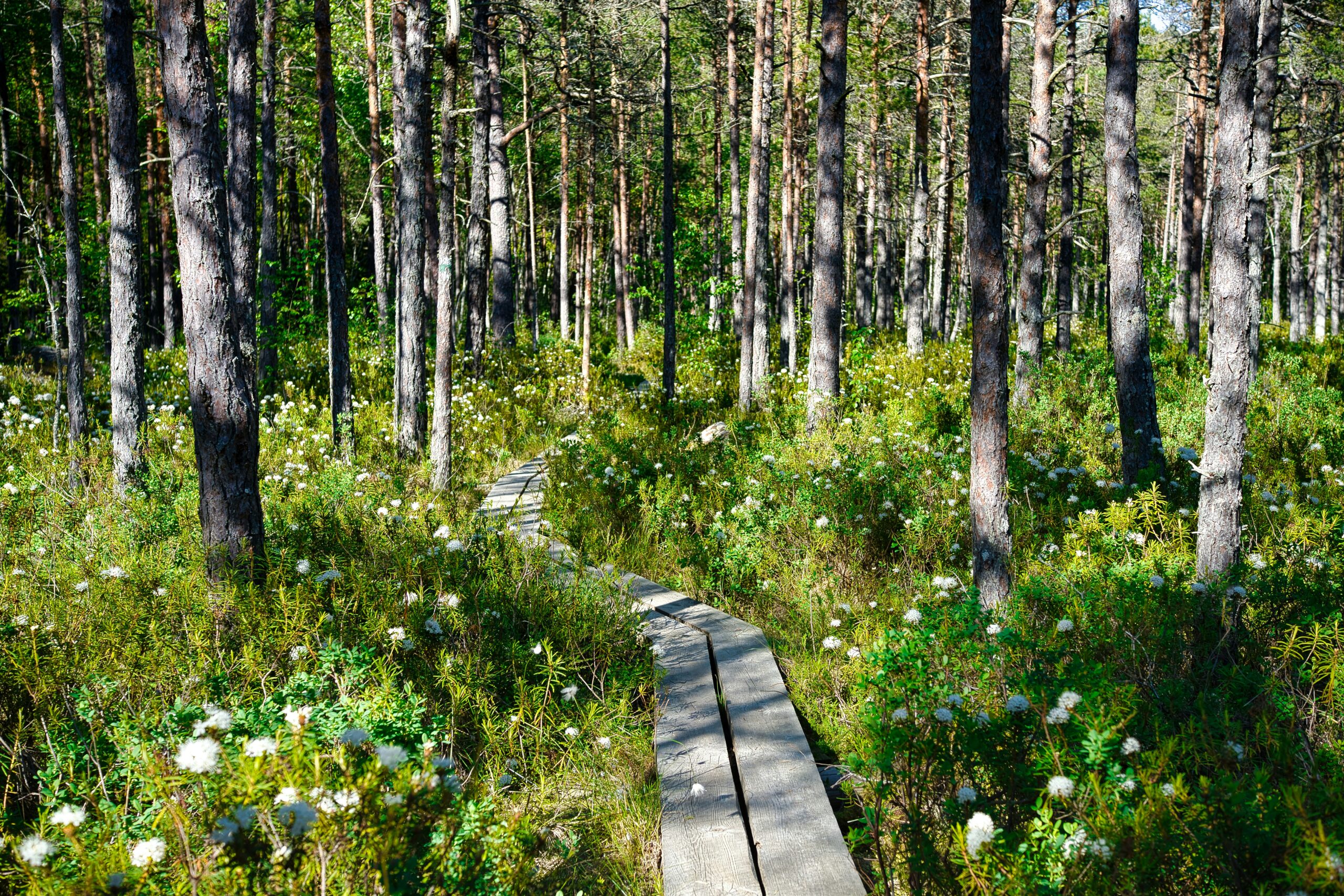 Bergslagsleden trail through the forest