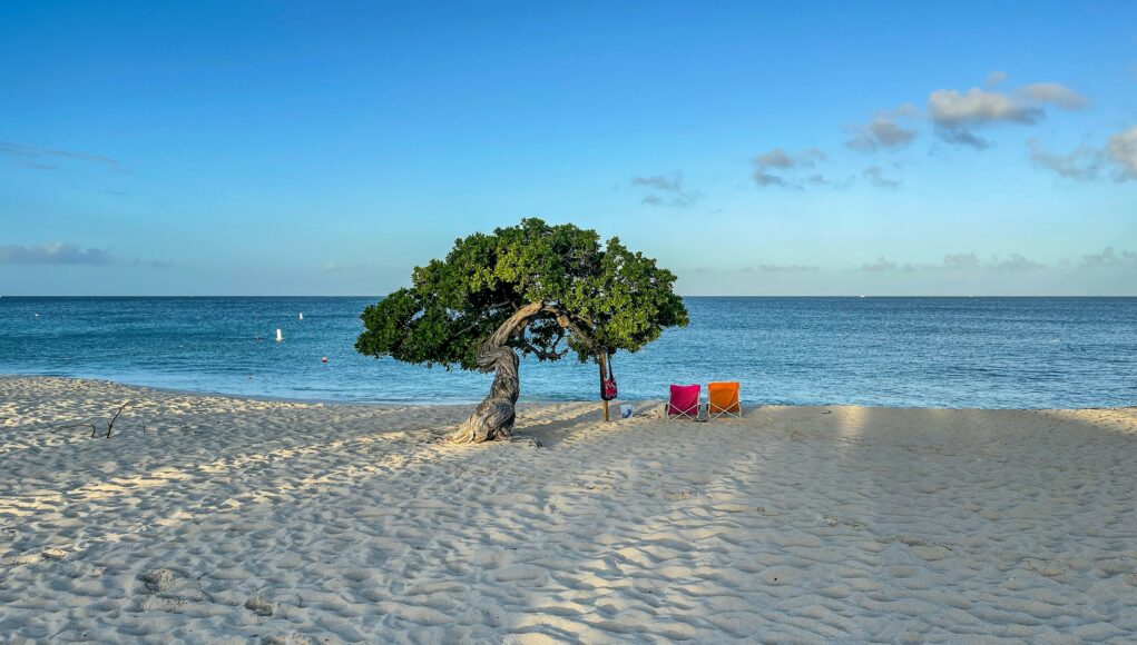 Aruba tree two sun chairs under a tree on the beach