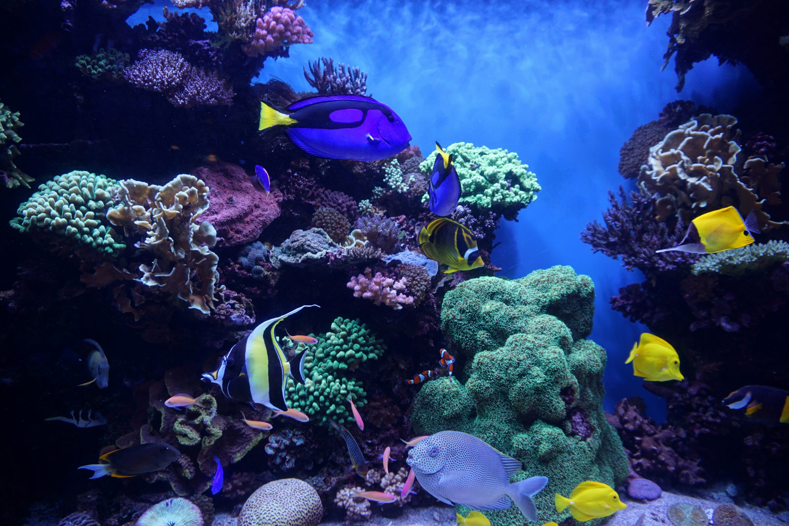 a school of brightly coloured fish