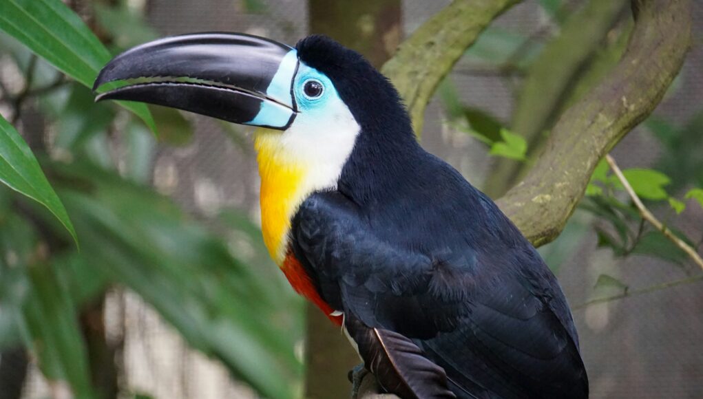 a black white yellow and blue bird with a big black beak
