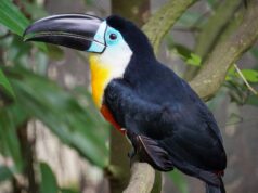 Singapore Zoo and Night Safari a black white yellow and blue bird with a big black beak