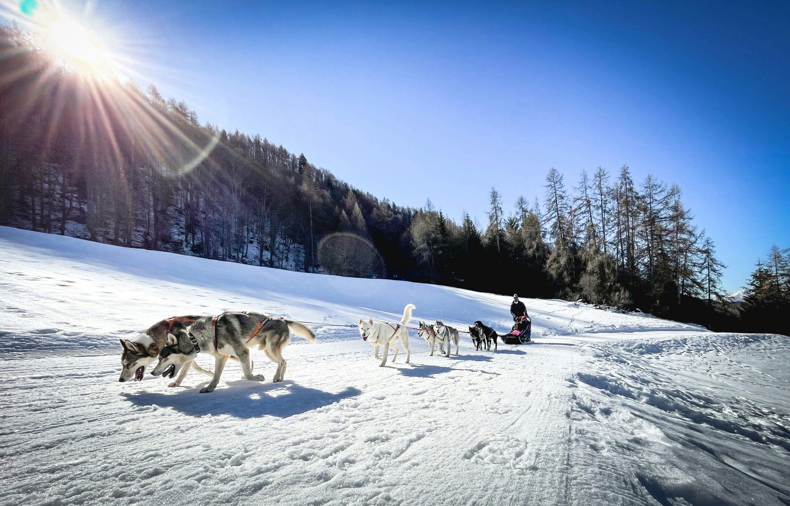 dogs in snow