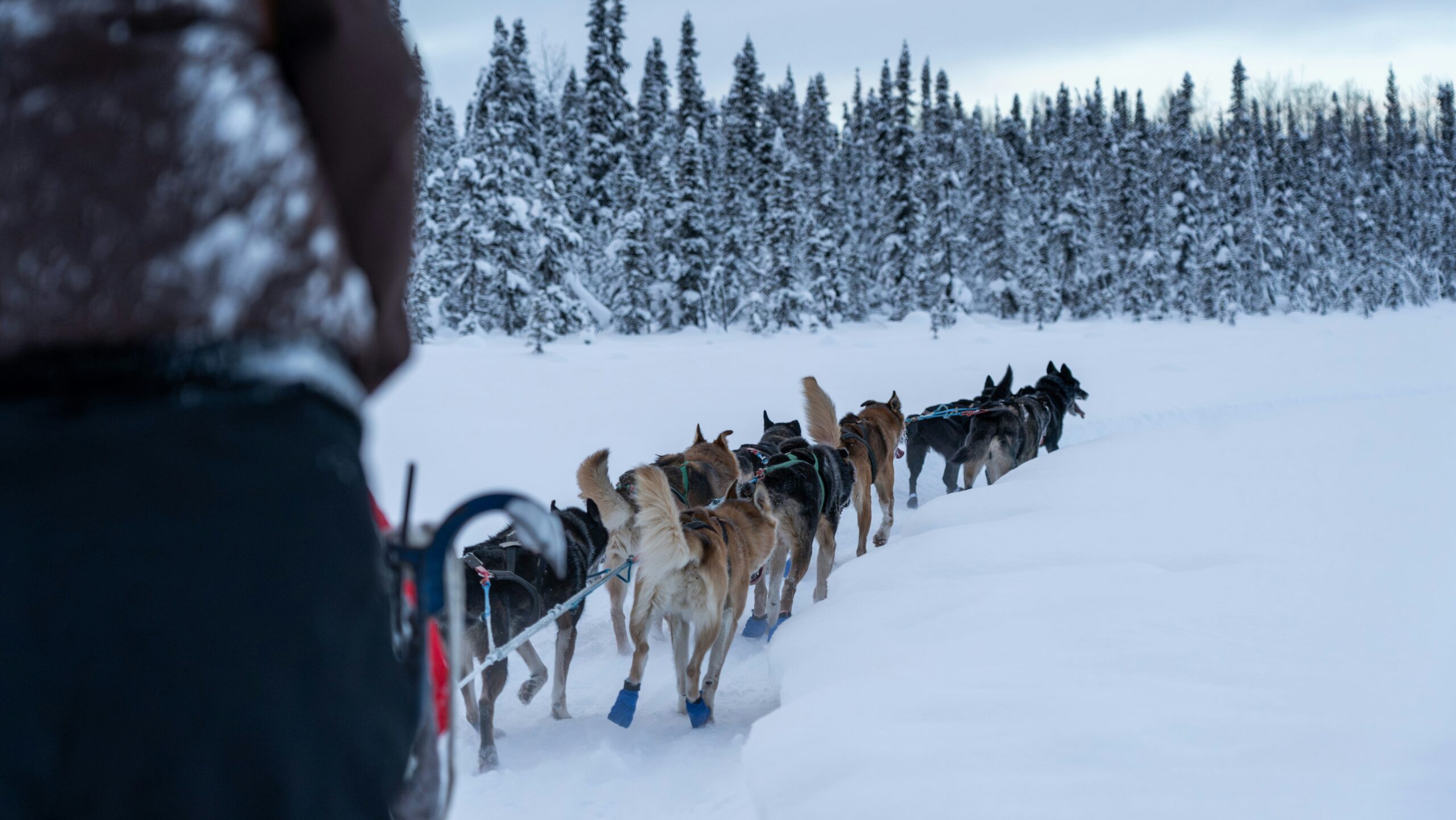 dogs dragging a sleigh through the snow
