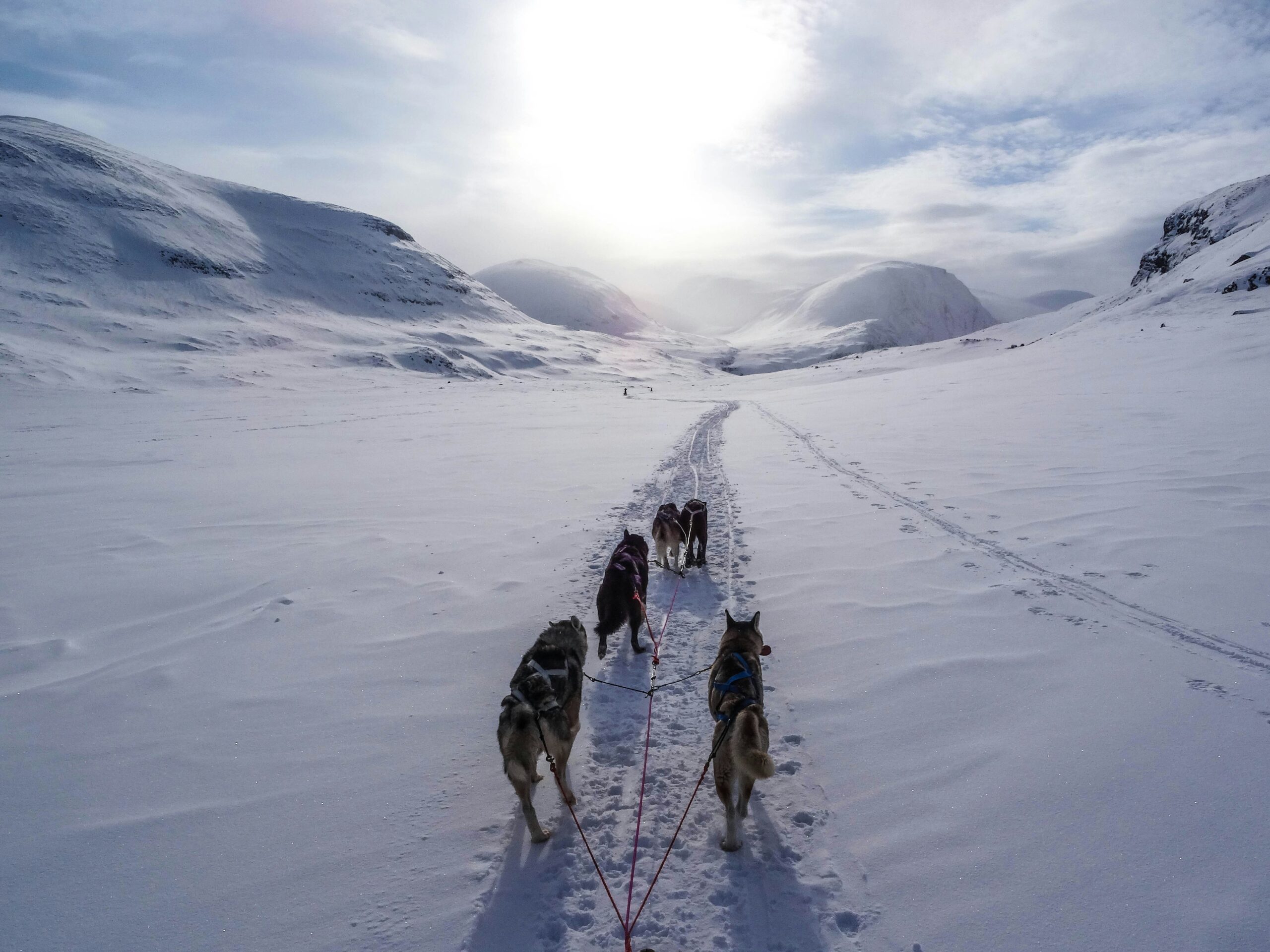 dogs running through the snow