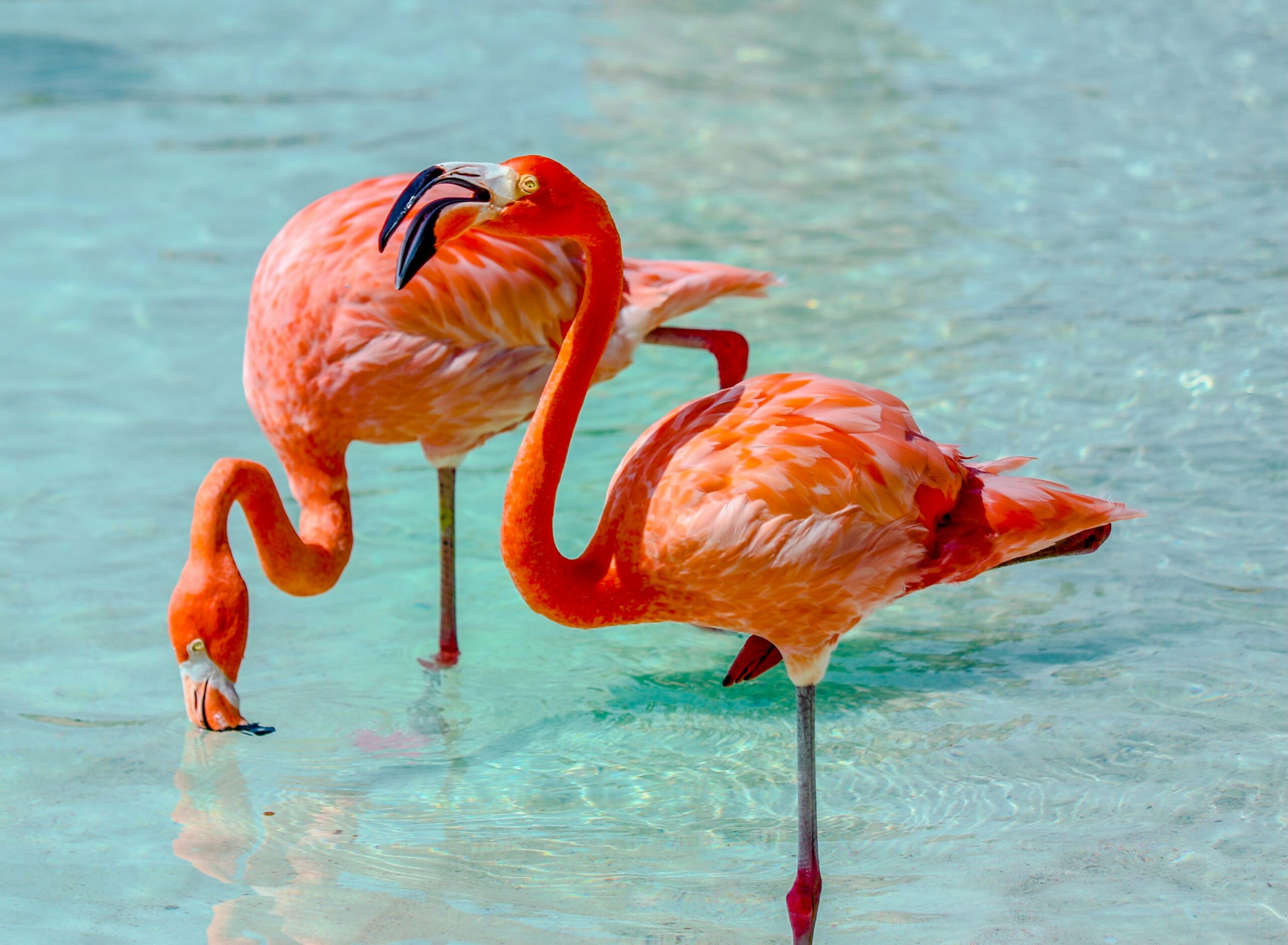 two pink flamingos standing in clear water