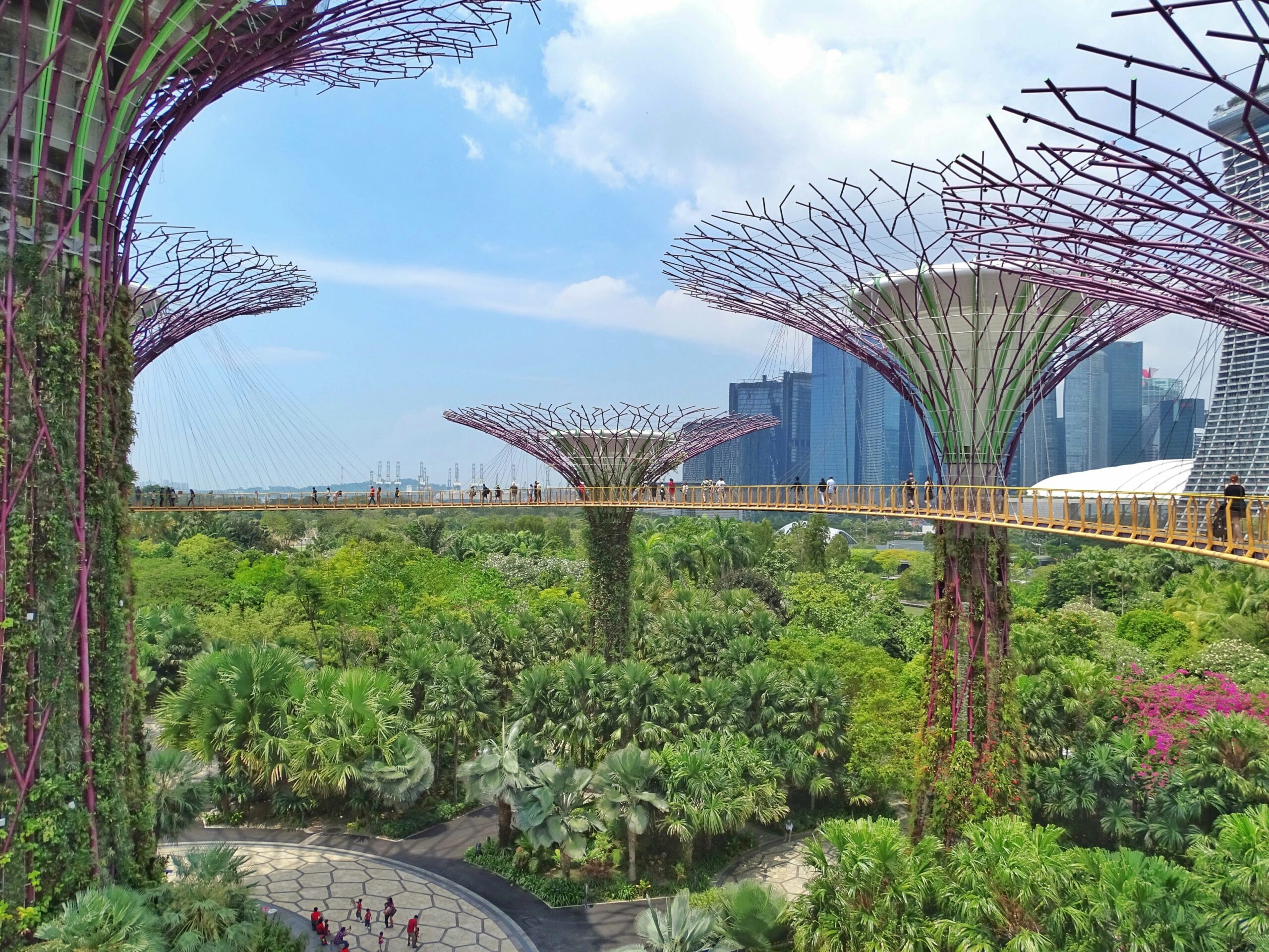a tree top bridge