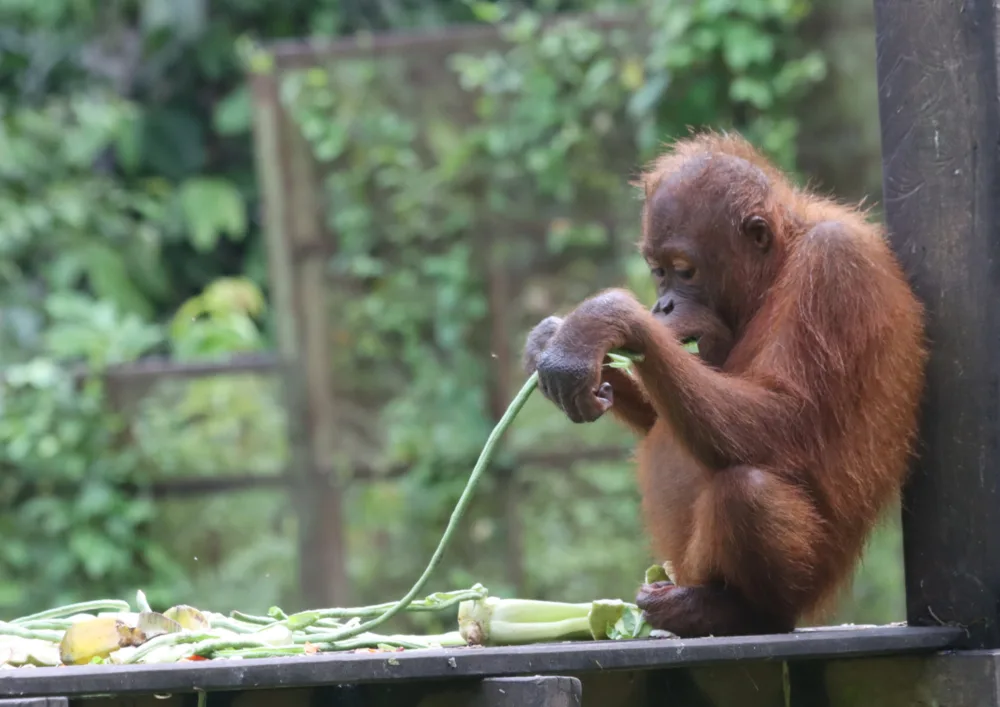 cred: orangutan-appeal.org.uk