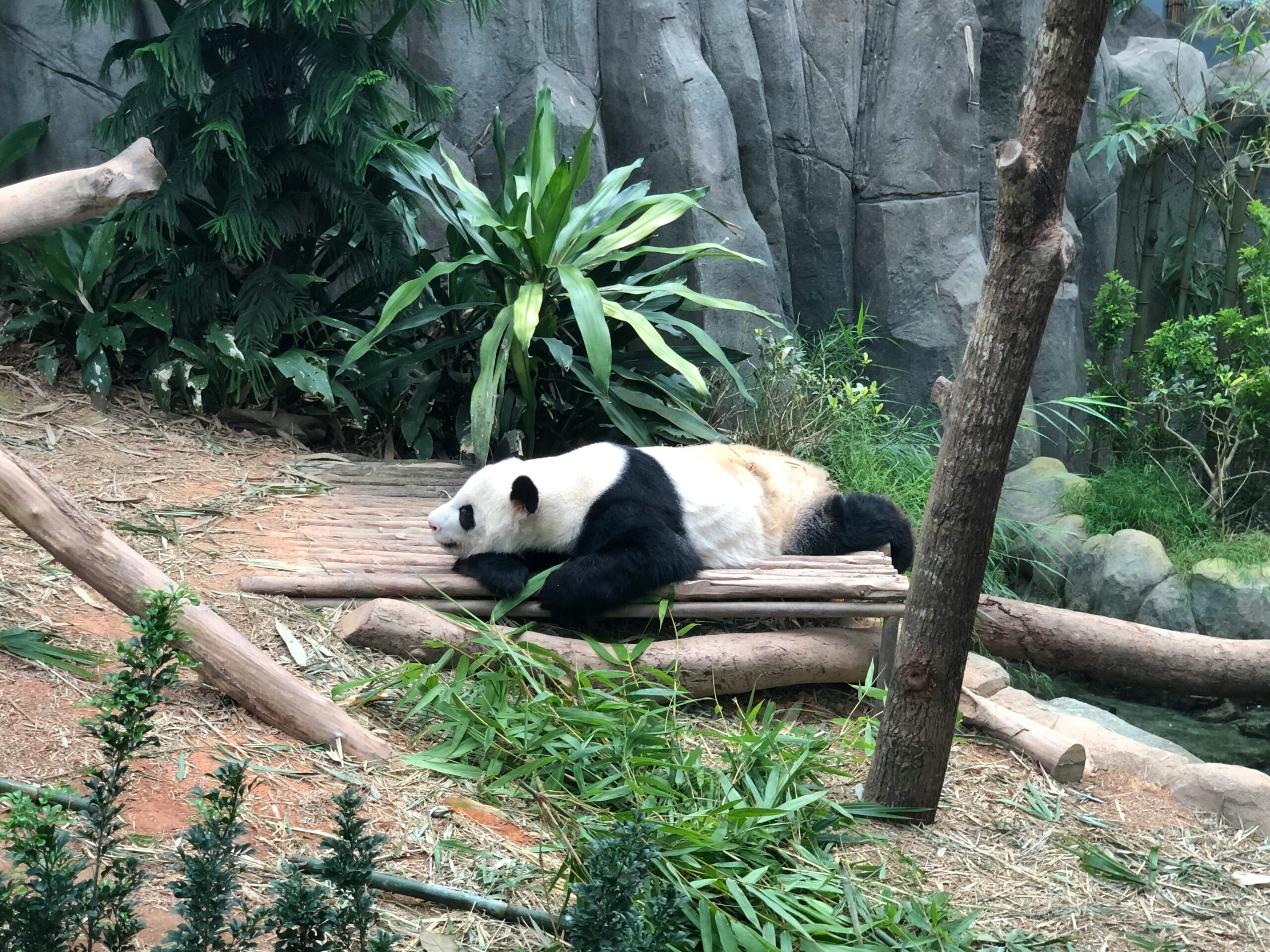 a panda bear having a rest