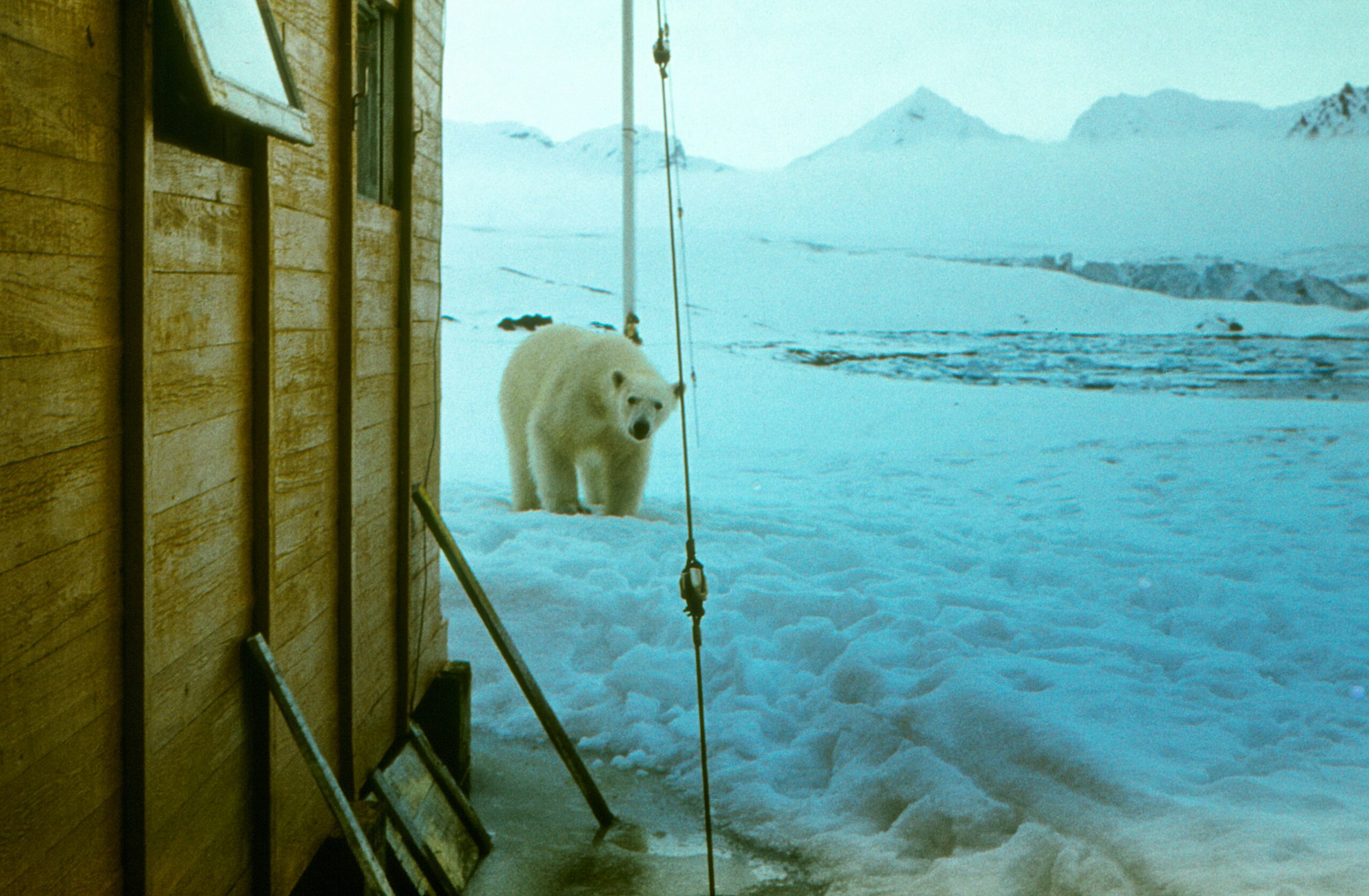 a polar bear walking passed a house