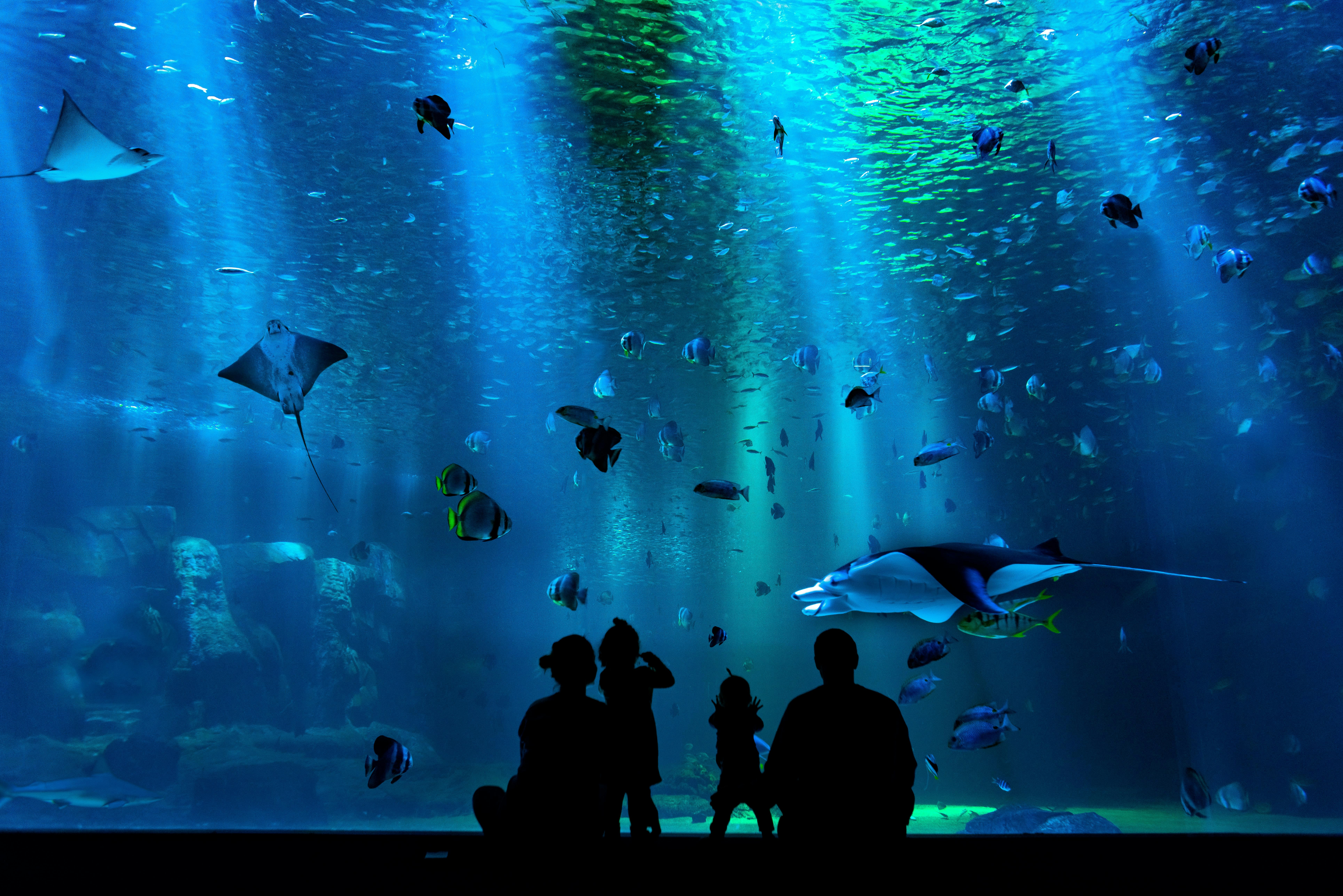 people looking at fish under water