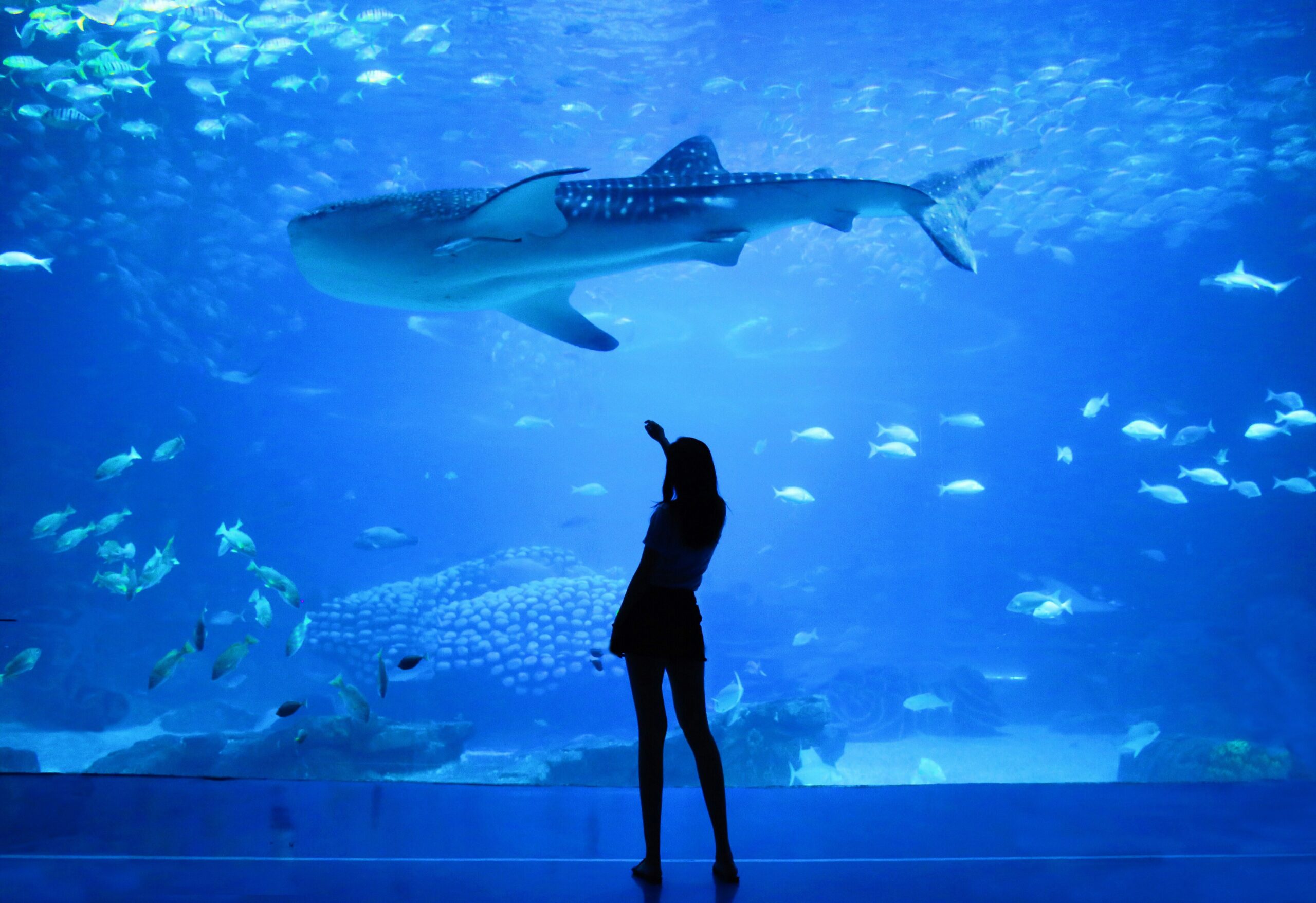 a woman looking at a shark under water