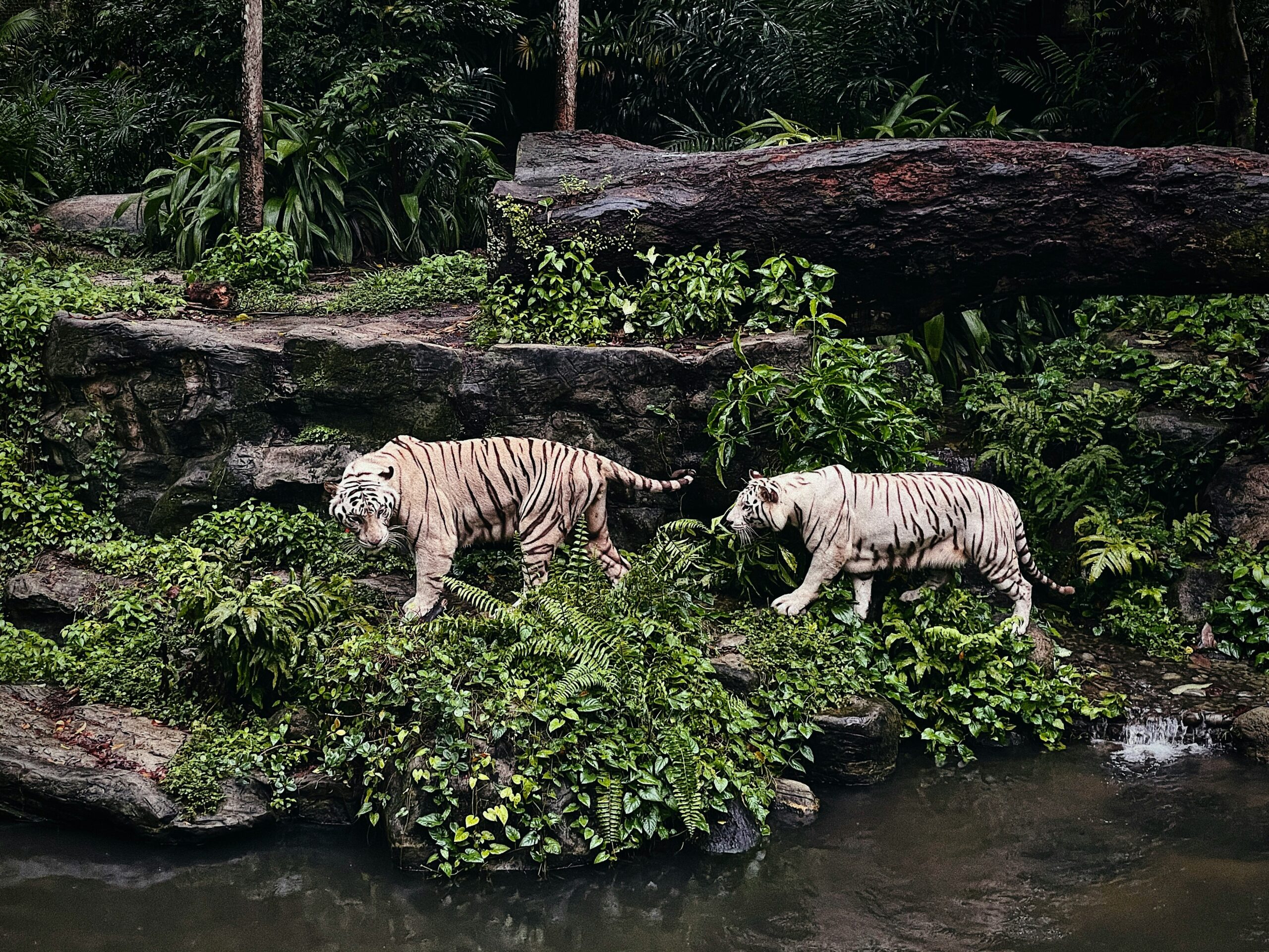 two white tigers walking through the jungle