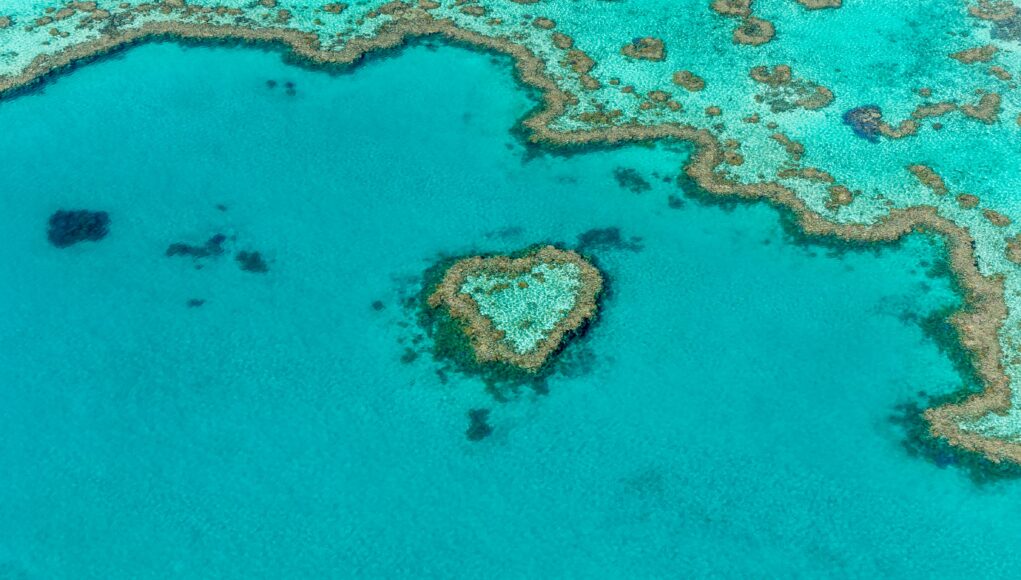 a coral reef shaped as a love heart