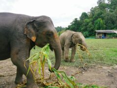 I Love Phants Lodge: An Ethical Staycation with a Conservation Focus