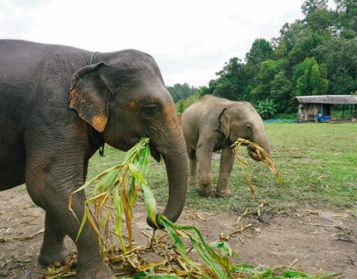 I Love Phants Lodge: An Ethical Staycation with a Conservation Focus