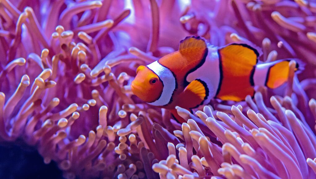 an orange and white fish swim among sea anemone