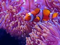 Marine Marvels: Underwater Adventures in Seaside Paradises an orange and white fish swim among sea anemone