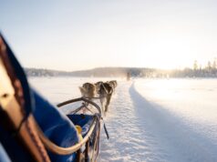 Dog Sledding Adventures Around the World – Where and When to Go