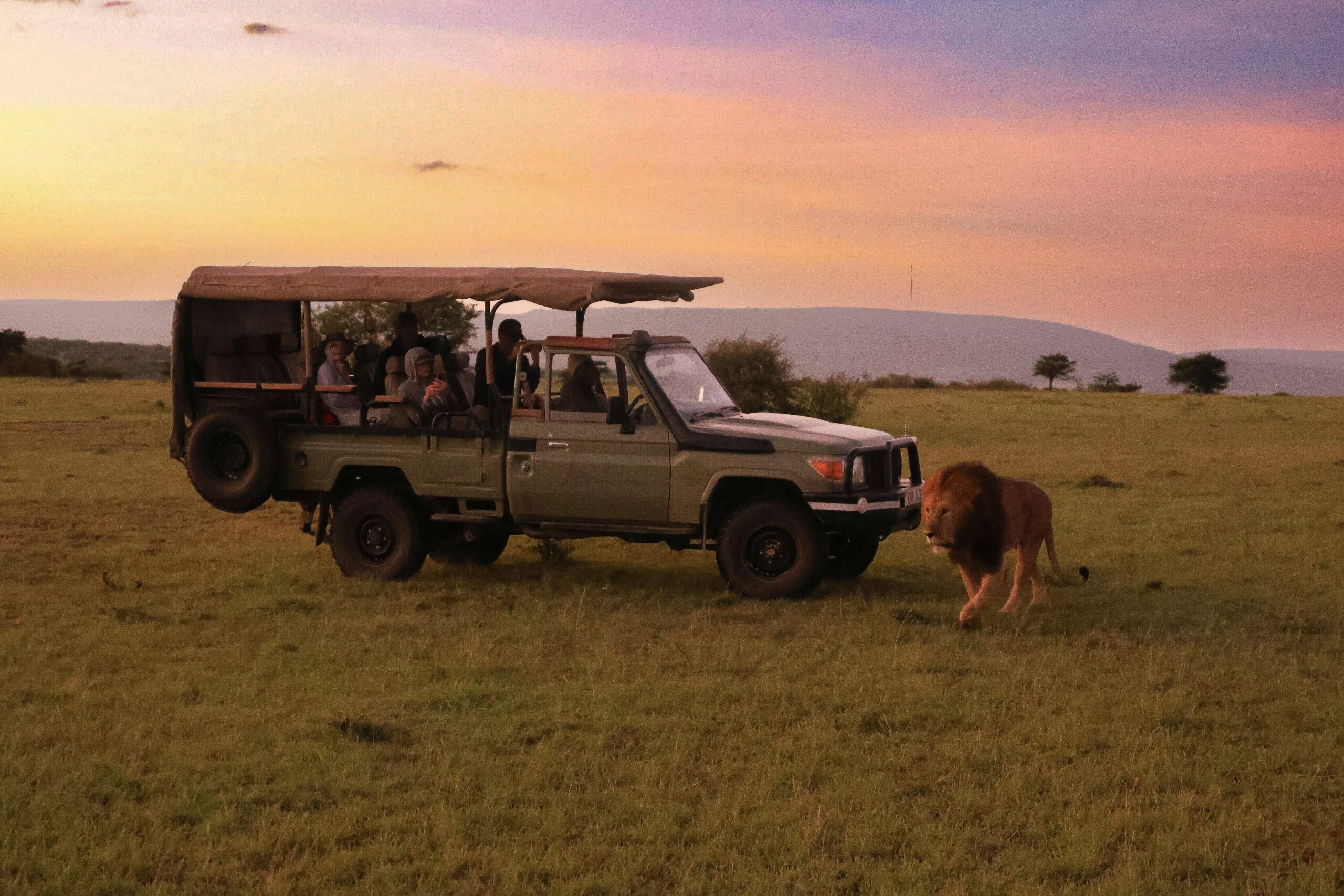a lion at sunset in front of a safari car