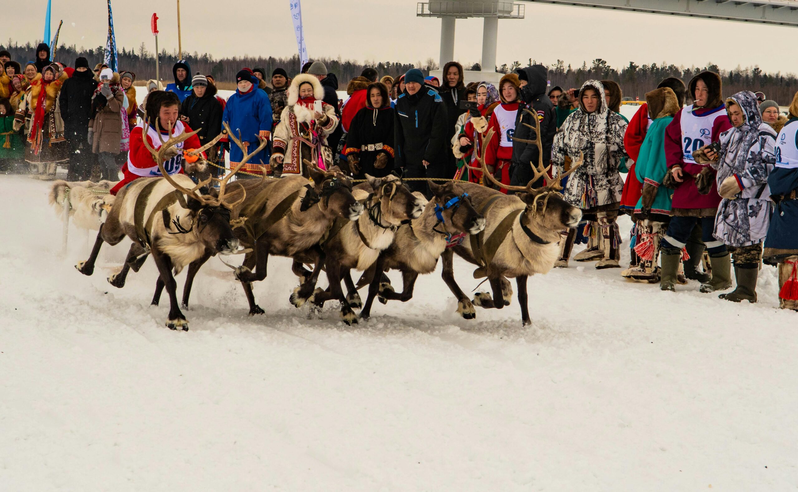 a lot of people standing in snow watching reindeers running