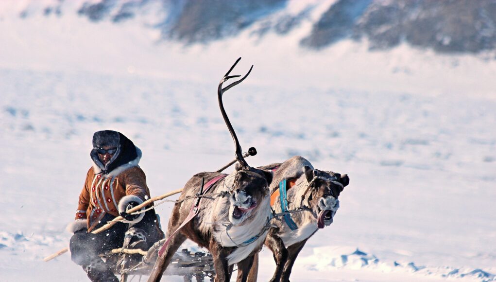 two reindeers pulling a guy in the snow