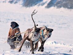 Reindeer Racing – Lapland’s Wild Winter Tradition two reindeers pulling a guy in the snow