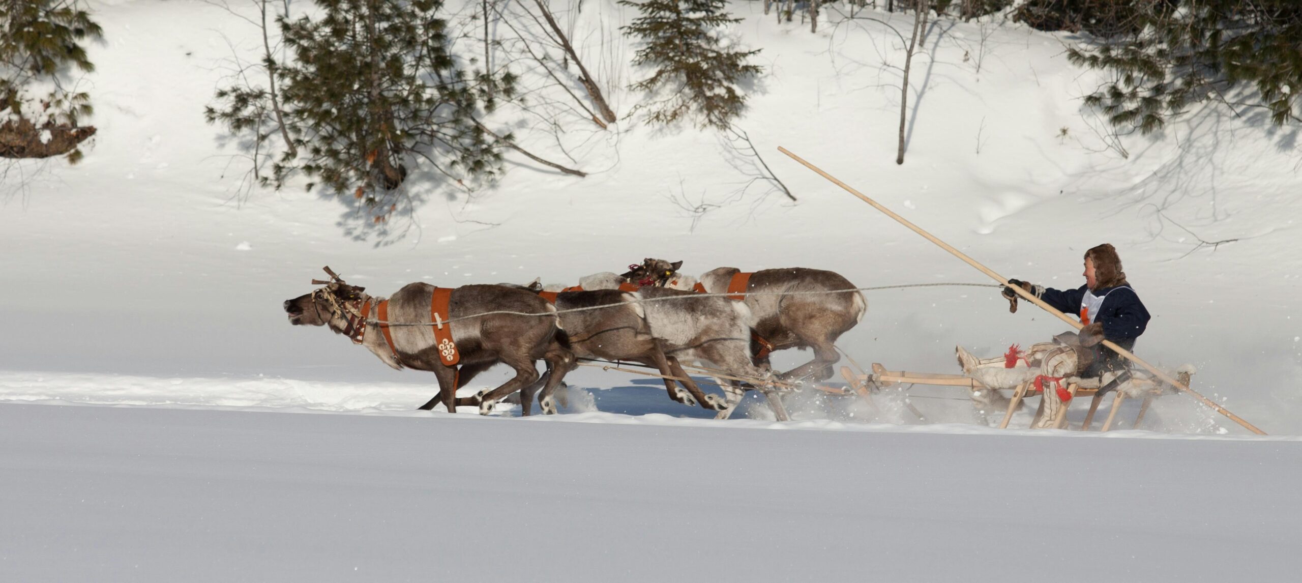 reindeers running in deep snow