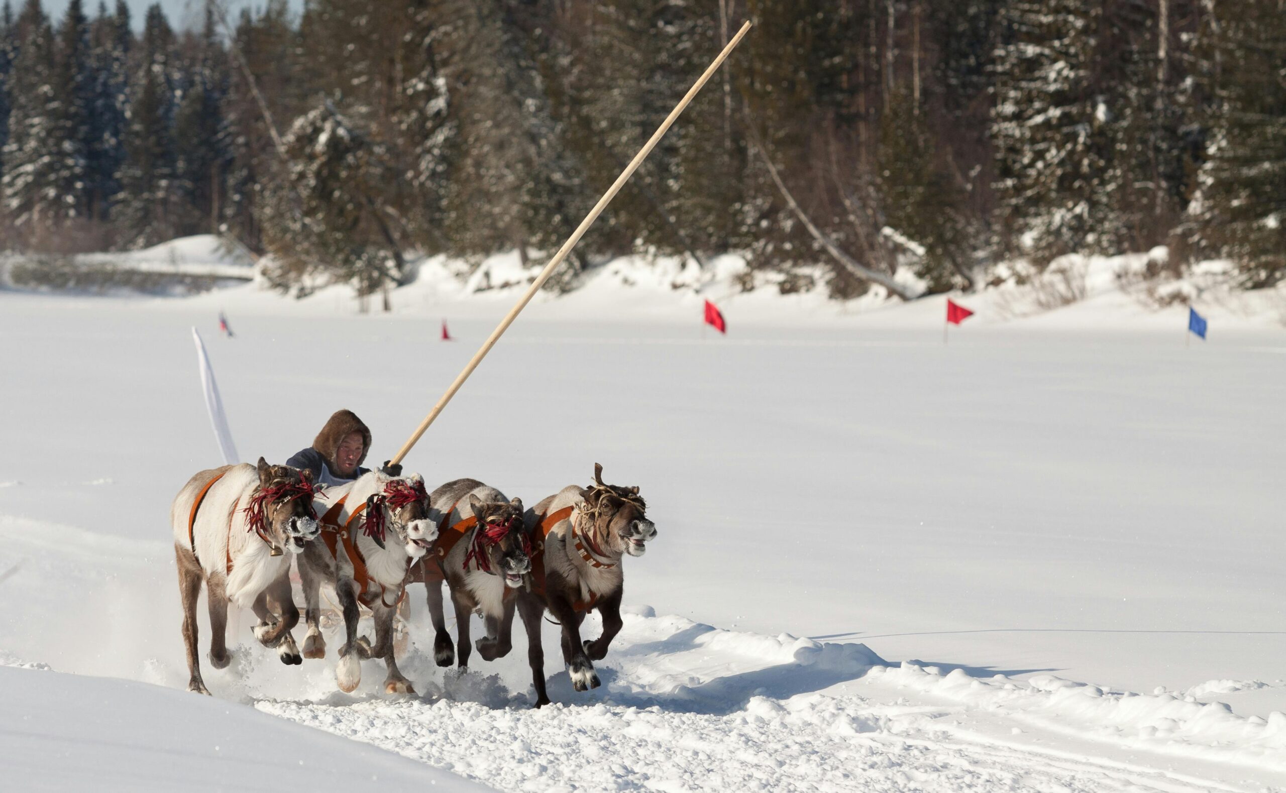 reindeers racing in deep snow