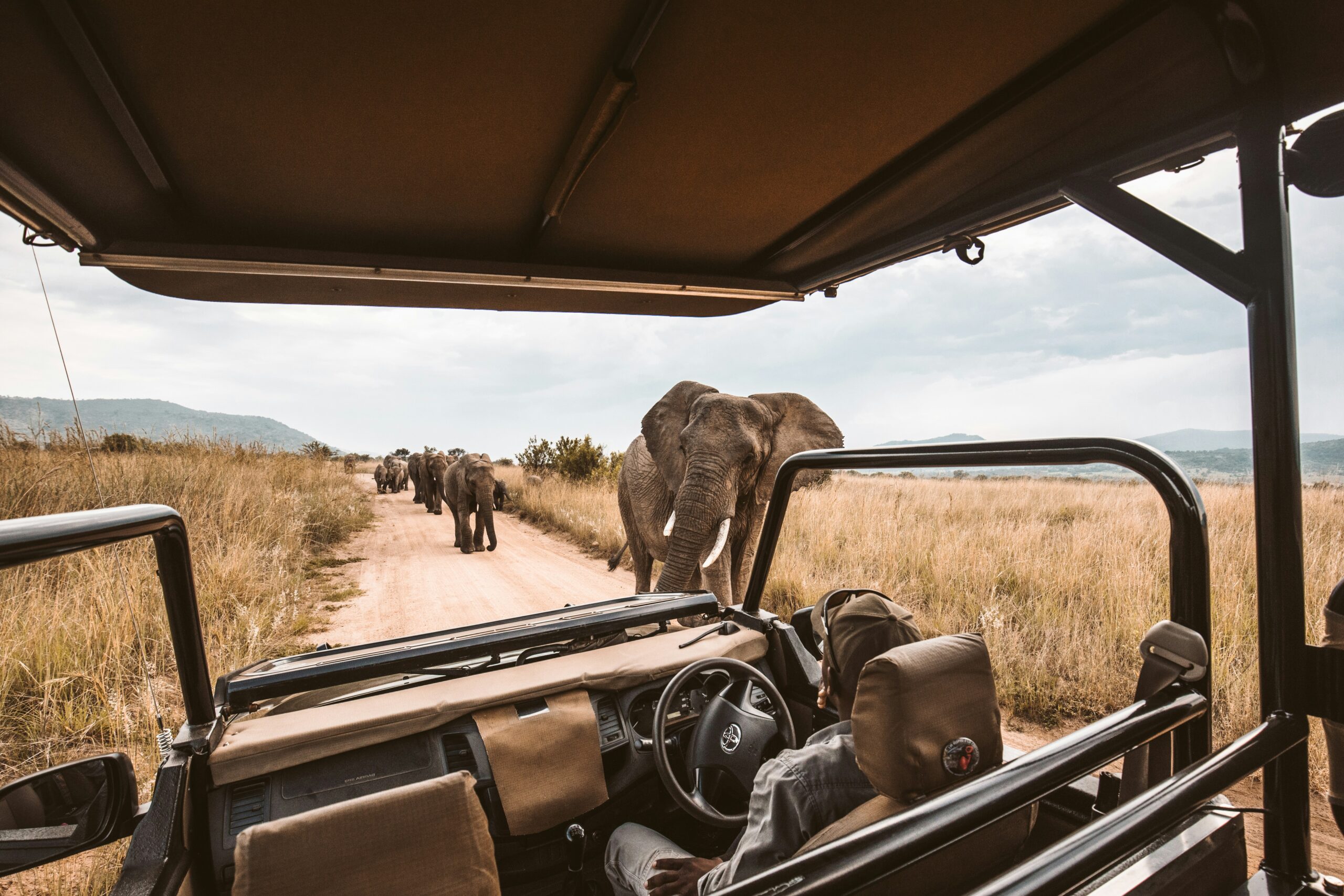 a big elephant walking passed a car