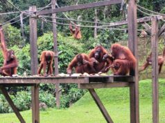Sepilok Orangutan Centre: Where Orangs Learn to Be Wild Again