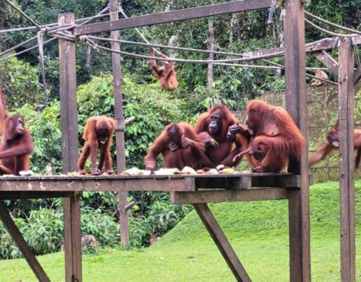 Sepilok Orangutan Centre: Where Orangs Learn to Be Wild Again