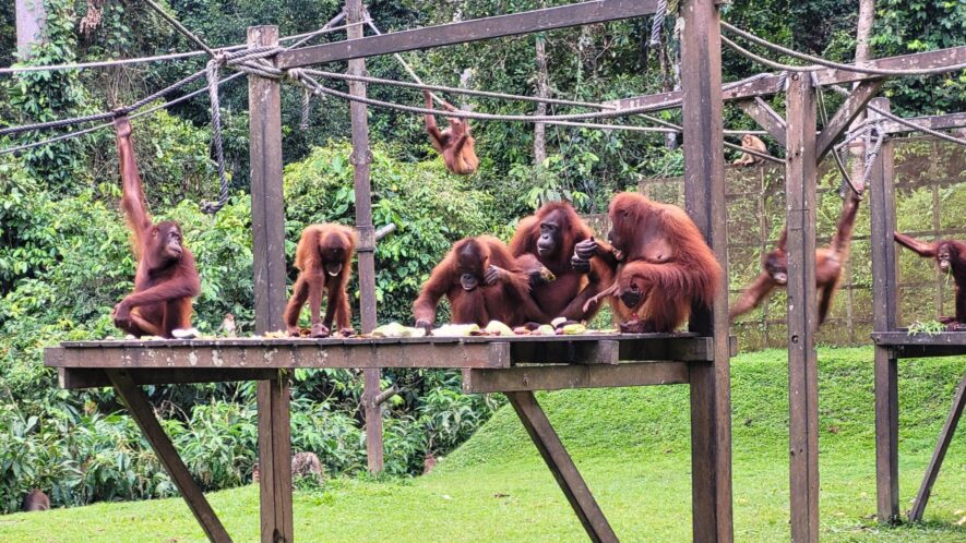 sepilok-orangutan-centre-where-orangs-learn-to-be-wild-again