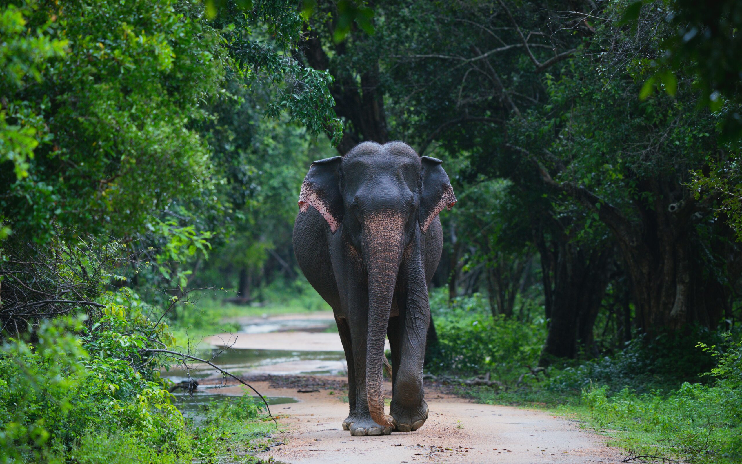 a big elephant walking along a road