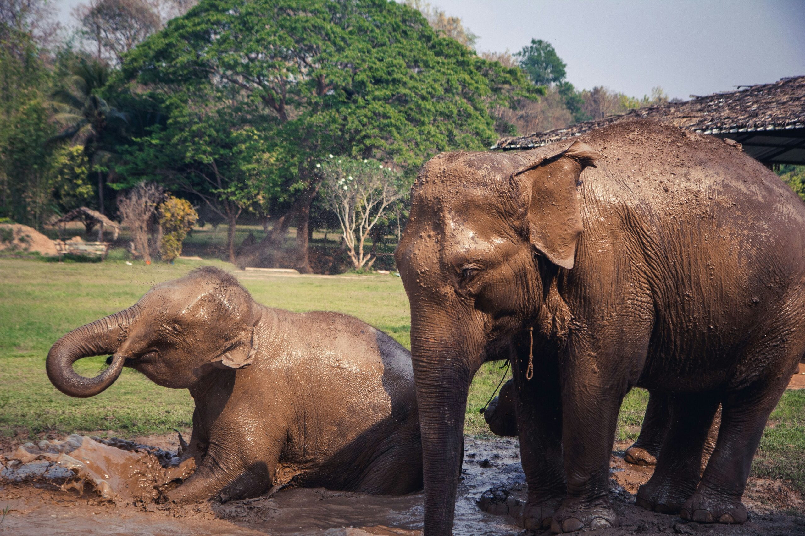 two elephants are having a mud bath