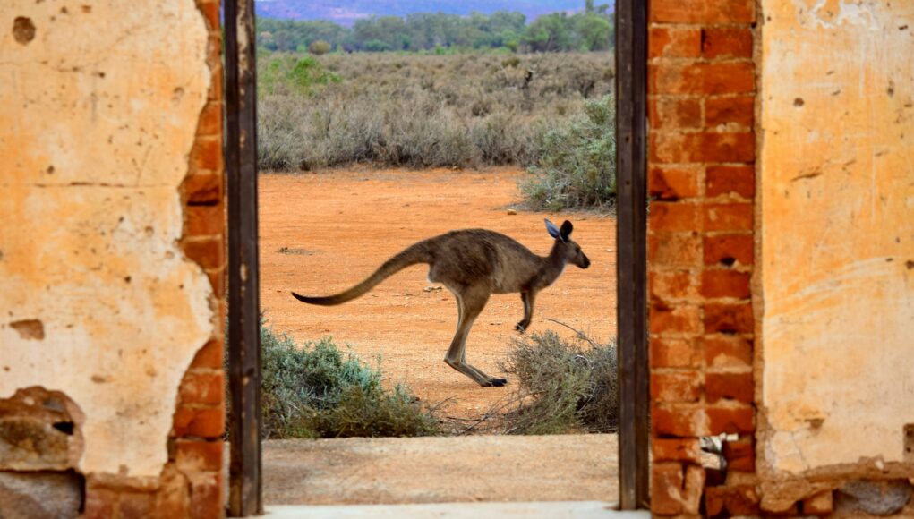 Kangaroo a kangaroo skipping