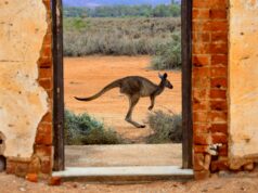 What is a Working Holiday Visa? A Guide to Travel and Work Abroad a kangaroo skipping